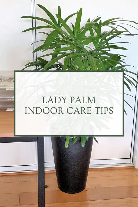 Want to keep your lady palm thriving in your home? Discover essential tips on watering, sunlight needs, and temperature preferences to ensure your indoor plant flourishes. In this guide, we'll cover how to prevent common pest issues, the right potting mix for your lady palm, and maintenance techniques to promote healthy growth all year round. Get ready to become a proud plant parent with our easy-to-follow tips on bringing life into your indoor space. Perfect for beginners and seasoned plant lovers alike. Lady Palm, Palm Plants, Indoor Palms, Bamboo Palm, Dog Home Decor, Plant Parent, Fan Palm, Palm Plant, Online Interior Design