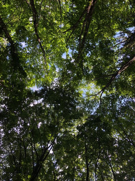 #nature #wood #trees #tree #aesthetic #green #sky #summer #summerstyle #summertime #summervibes #photography #photo Green Trees Aesthetic, Green Summer Aesthetic, Trees Aesthetic, Tree Aesthetic, Wood Trees, Sky Summer, Aesthetic Green, Green Sky, Rabbit Hole