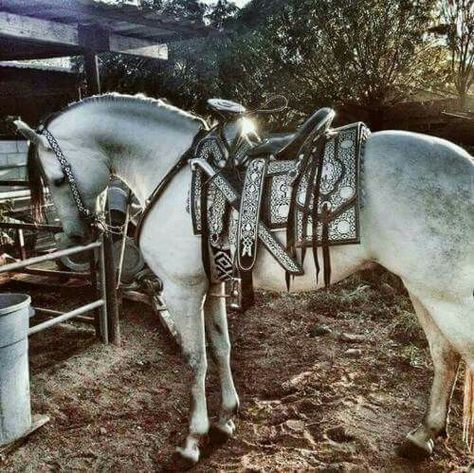 Pretty tack, love the horse more though. :) horse tack Andalusian Horse, Most Beautiful Horses, Grey Horse, Majestic Horse, Beautiful Horse, All About Horses, All The Pretty Horses, Horse Crazy, Western Horse