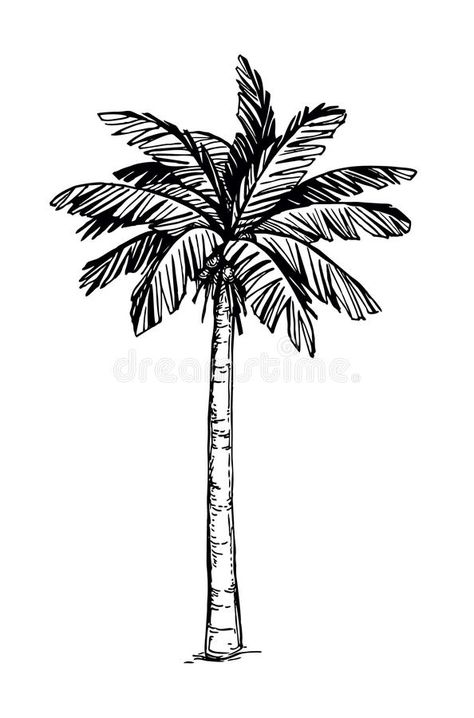 Coconut palm tree. Hand drawn vector illustration of coconut palm tree. Isolated , #sponsored, #drawn, #vector, #illustration, #Hand, #Coconut #ad Coconut Tree Drawing, Palm Tree Sketch, Palm Tree Drawing, Sketch Free, Petit Tattoo, Date Palm, Palm Tree Tattoo, Coconut Palm Tree, Tree Sketches