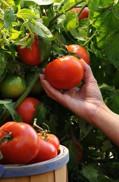 :-) Growing Tomatoes In Containers, Tortellini Soup, Tomato Garden, Farms Living, Down On The Farm, Growing Tomatoes, Tomato Plants, Burpees, Fresh Tomatoes