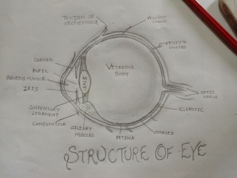 Structure Of Eye Diagram, Eye Anatomy Drawing Medical, Nephron Diagram Easy, Eye Diagram Anatomy, Structure Of Eye, Eye Anatomy Diagram, Human Eye Diagram, Redoing Room, Eye Diagram