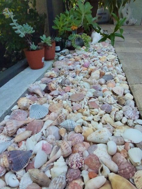 something to do with all those shells Shell Garden Landscaping, Seashell Walkway, Walkway Garden, Magic Garden, Landscape Edging, Garden Edging, Beach Gardens, Beach Crafts, Beach Living