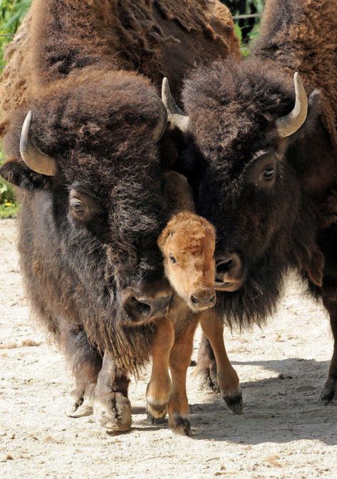 Baby Bison, Bison Art, Bull Tattoos, Cow Pictures, Animal Art Prints, Rare Animals, Pet Rats, Animal Sketches, Wildlife Animals