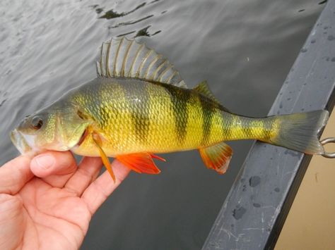 Georgia Yellow Perch - Apparently a strain of Yellow Perch that gets larger and is more tolerant of warmer water than their northern relatives. Yellow Perch, Peacock Bass, Rare Fish, Warm Water, Fresh Water, Bass, Georgia, Fishing, Lake