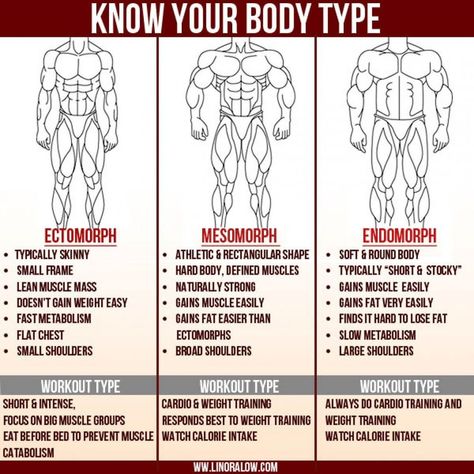 Ectomorph Workout Men, Ectomorph Diet, Notes Of Berlin, Ectomorph Workout, Endomorph Diet, Workout Man, Workout Men, Body Types Women, Lean Muscle Mass