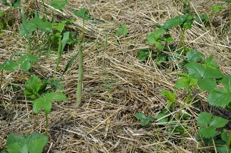 How to grow strawberries and asparagus in the same bed and double your yields without chemicals. A well-managed perennial bed will continue to produce for 20 or even 30 years. The sooner you plant them, the sooner you’ll realize a harvest. Here’s what you need to know to get the most from these easy to grow perennials. Strawberry Asparagus Bed, Asparagus Strawberry Bed, Asparagus Bed, Companion Garden, Asparagus Garden, How To Grow Strawberries, Strawberry Varieties, Grow Strawberries, Strawberry Beds