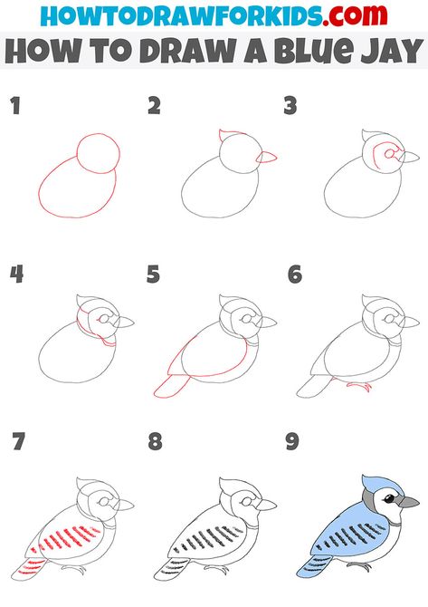 Blue Jay Craft, Blue Jay Drawing Easy, How To Draw A Blue Jay, How To Draw Birds Step By Step Simple, How To Draw A Bird Easy, How To Draw A Bird Step By Step, Blue Jay Drawing, Blue Jay Art, Draw Birds