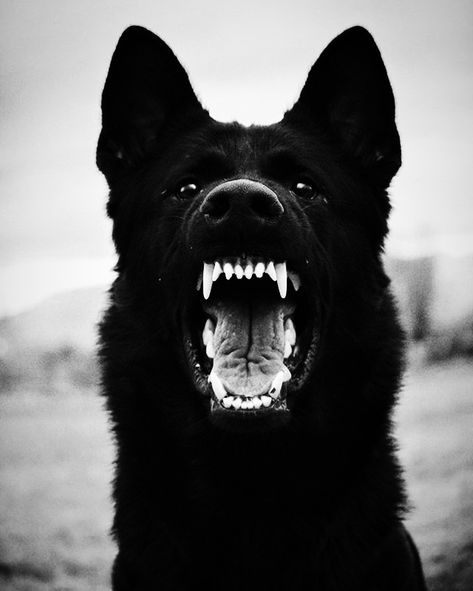 Dog Growling, Dog Training Aggression, Angry Dog, Scary Dogs, Dog Behavior Problems, Dog Branding, Aggressive Dog, Bad Dog, Dog Teeth