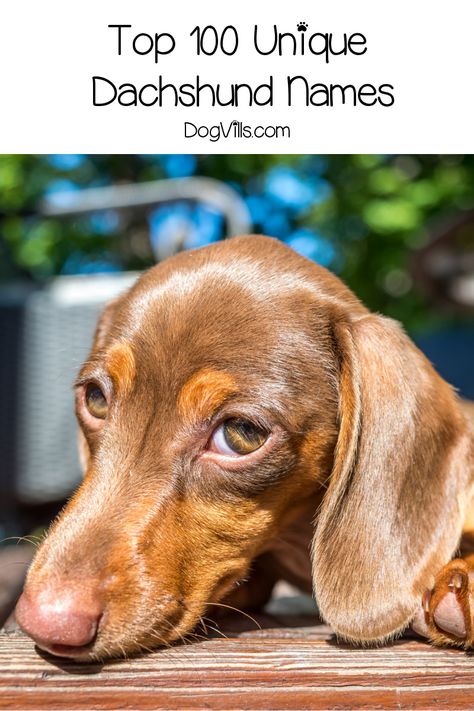 Dachshund Names, Adoption Tips, Dog Names Unique, Girl Dog Names, Female Dog Names, Dog Puns, Dog Socks, Puppy Names, Weenie Dogs