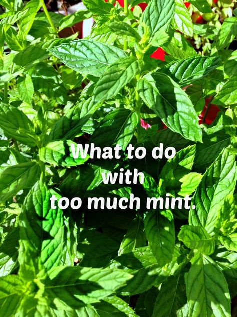 What To Do With Peppermint Leaves, How To Use Mint From The Garden, What To Do With Fresh Mint Leaves, What To Do With Spearmint Leaves, Dried Mint Uses, Cooking With Mint, Things To Do With Mint, Things To Do With Fresh Mint, Uses For Fresh Mint