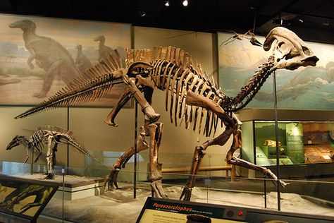 Parasaurolophus Dinosaur Museum, Chicago Museums, Animal Skeletons, Nature Museum, Dinosaur Skeleton, Ancient Animals, Paleo Art, Extinct Animals, Jurassic Park World