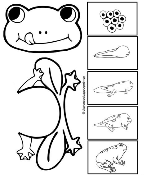 Frog Life Cycle Craft, Frogs Preschool, Homeschool Lesson Planner, Frog Life Cycle, Life Cycle Craft, Animal Life Cycles, Frog Life, Frog Theme, Frog Crafts