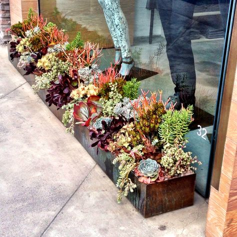 Succulent Flower Box Ideas, Potted Succulents Outdoor Patio, Succulent Trough Planter, Large Succulent Planter Ideas Outdoor, Succulents In Rectangle Planter, Succulent Box Planter, Large Succulent Arrangements, Prunella Vulgaris, Succulent Garden Outdoor