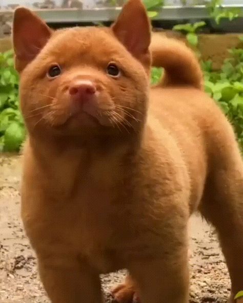 Cantonese Bear Dog, Hmong Dog, Detection Dogs, Bear Dog, Dog Breeder, Puppy Pictures, Funny Animal Memes, Dog Gifs, Cute Little Animals