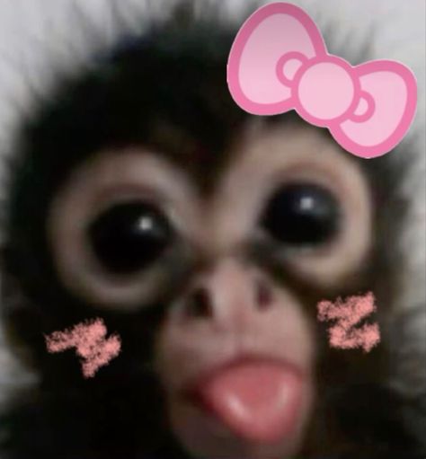 Silly Monkey Pfp, Cute Animals Profile Pictures, Silly Monkey Pictures, Funny Pfp For Dump Acc, Funny Cute Pfp, Cute Monkey Wallpaper, Monkey Hello Kitty, Funny Animal Pfp, E Pfp