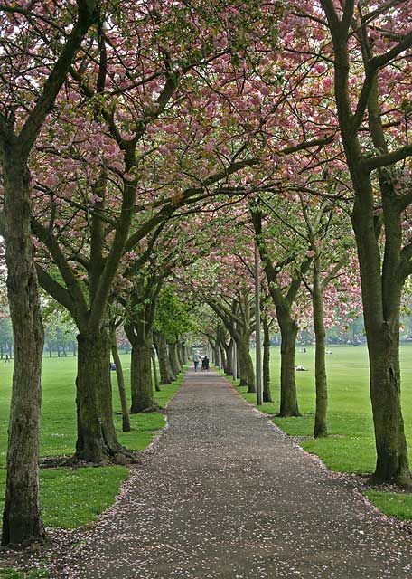 The Meadows Edinburgh, Meadows Edinburgh, Edinburgh Scotland, Spring Vibes, The Meadows, Cherry Blossoms, Edinburgh, Cherry Blossom, Scotland