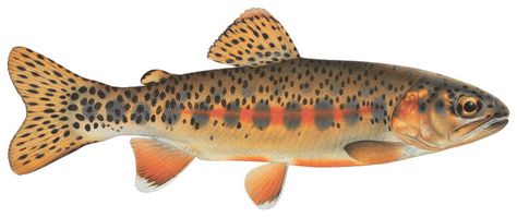 Golden Trout, Trout Painting, Fish Chart, Trout Art, Fly Fishing Art, Rare Fish, Fishing Pictures, Salmon Fish, Fish Crafts