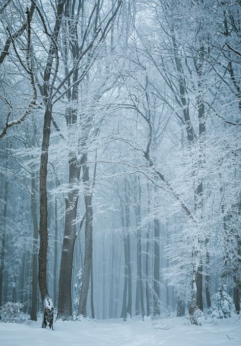 Frozen winter woods | 5th winter photos in a row. The next o… | Flickr Winter Woods, Snow Forest, Forest Background, Winter Background, Winter Bird, Winter Photos, Winter Wood, Winter Scenery, Winter Pictures