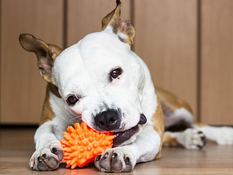 Playtime doesn’t have to stop just because you’re not there. Here’s are six ways a dogs can entertain themselves. Dogs Home, Personalized Dog Bowls, Toys For Dogs, West Paw, Dog Puzzle Toys, Pet Gate, Dog Chew Toys, Pet Safety, Home Alone