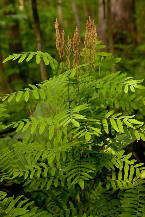 Osmunda regalis (Royal Fern) A fern often found in wet conditions, graceful apperance Royal Fern, Big Leaf Plants, Victorian Language, Bog Garden, Ferns Garden, Cottage Garden Plants, Shade Flowers, Rain Garden, Garden Oasis