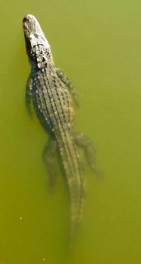 Alligator Top View, Crocodile Wallpaper Iphone, Crocodile Photography, Lizard Wallpaper, Crocodile Facts, Lizard Habitat, Crocodile Tattoo, Thorny Devil, Lizard Species