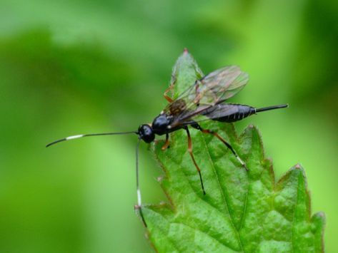 Parasitic Wasp Info – Using Parasitic Wasps In Gardens Parasitic Wasp, Garden Insects, Insect Pest, Garden Pest Control, Garden Compost, Insect Control, Garden Greenhouse, Better Homes And Garden, Beneficial Insects