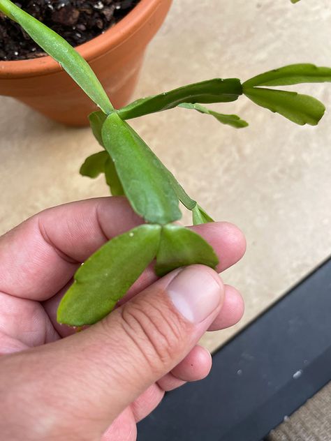 Pruning Christmas Cactus, Christmas Cacti, Christmas Cactus Propagation, Jade Succulent, Christmas Cactus Care, Companion Planting Vegetables, Christmas Cactus Plant, Cactus House Plants, Plant Tips