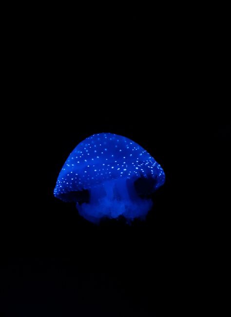 Blue Jellyfish Black Background, App Icons Jellyfish, Glow Wallpaper Aesthetic, Ocean Theme Phone Layout, Blue Jellyfish Icon, Glowing App Icon, Star Layout, Black And Blue Icons, Jellyfish Theme