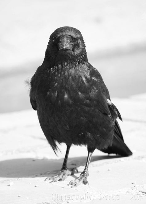 https://flic.kr/p/eFfYA3 | Corvid | Seeking sun and warmth, I headed to the park to photography my favorite bird, the corvid.  This are nearly straight out of the camera and are simple studies to see what might be used later in a larger, less literal series. Crow Tattoo, Feather Charms, Crows, Ravens, Halloween Crafts, The Park, My Favorite, Charms, Sun