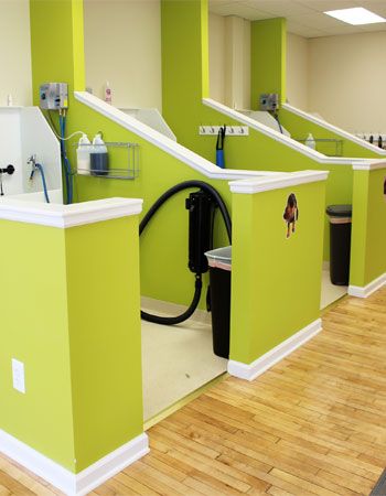 Dog Grooming Work Stations, Self Serve Dog Washing Station, Dog Grooming Salon Layout, Self Wash Dog Wash, Dog Grooming Bathing Area, Self Service Dog Wash Grooming Salon, Boarding Dog Kennel Ideas, Dog Daycare Layout, Self Dog Wash