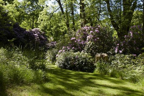 10 Shade Garden Ideas to Steal from an English Woodland English Woodland, Shade Garden Ideas, Zen Backyard, Dream Backyard Garden, Shade Garden Design, Flower Garden Plans, Garden Boxes Diy, Backyard Garden Diy, Backyard Garden Layout