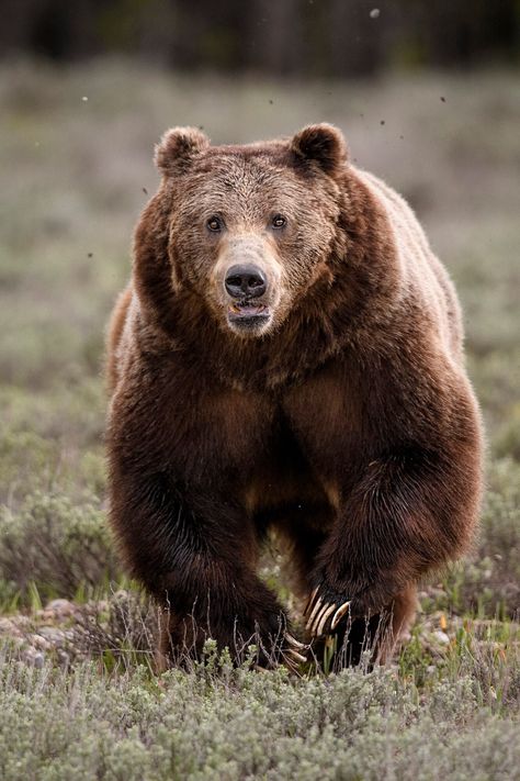 "Print of a big male grizzly bear sprinting towards the photographer. This is one of the biggest male grizzlies (or 'boars') around in Jackson Hole. He is known as 'Bruno' and he is likely the dad of most of the area's bear cubs, including the four cubs of grizzly 399. I made this photo in the spring of 2022 in Wyoming's Grand Teton National Park. The print is available as a Matte Fine Art Print, Glossy Fine Art Print or Canvas Gallery Wrap. Matte Fine Art Paper is the most popular paper used fo Grizzly Bear Photography, Bear Running, Nature Photography Animals, Bear Photos, Bear Pictures, Bear Cubs, Grizzly Bear, Jackson Hole, Wildlife Animals