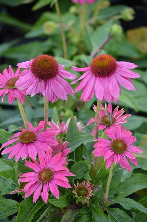 Echinacea Pow Wow Wild Berry- Dwarf hot color perfect for patio container or the garden. Wild Berry, Pow Wow, Perennial Garden, Outdoor Plants, Garden Center, Cut Flowers, Colorful Flowers, Garden Plants, Flowers Bouquet