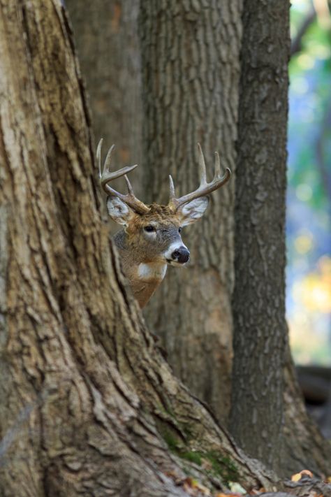 Curious how understanding thermals could influence your success this deer season? This article will not only explain thermals but how to use them to your advantage this hunting season. Hunting On Horseback, Texas Deer Hunting, Hunting In Alaska, Non Typical Deer Whitetail Bucks, Deer Hunting Season, Deer Season, Hunting Season, Deer Hunting, How To Use