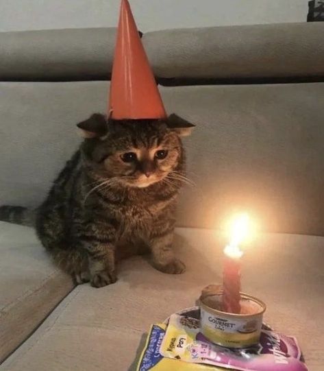 I AM 16 YAYYAYAYYAYAYAYYYYYY Silly Happy Birthday, Funny Looking Cats, Silly Cats Pictures, Silly Animals, Cat Birthday, Silly Pictures, Funny Cute Cats, Silly Cats, Pretty Cats