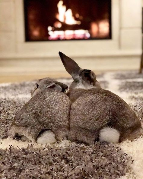 Credit : @puffytails We are ready to snuggle up for bed infront of the fire, are you? - - - #rabbit #rabbits #bunny #bunnies #pets #petsofinsta #bunniesofinsta #bunniesworldwide #rabbitsworldwide #rabbitsofinsta #bunnylover #rabbitlover #bunnyloverclub #i Rabbit Pictures, Cute Bunny Pictures, Funny Rabbit, Rabbit Gifts, House Rabbit, Bunny Pictures, Bunny Lovers, Pet Rabbit, Baby Bunnies