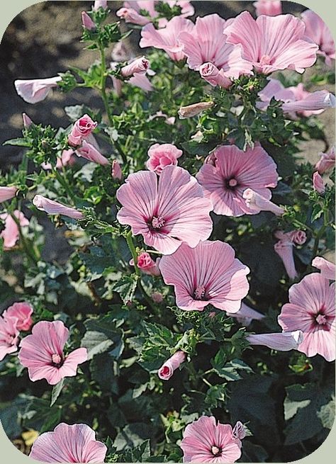 Rose Mallow Plant, Plants For Florida, Year Round Garden, Mallow Plant, Mushroom Farming, Flowers For Painting, Rose Mallow, Pink Perennials, Mary Macdonald