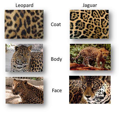 Leopard or Jaguar - Can you tell the difference? Jaguar Spots, Jaguar Leopard, Jaguar Animal, Gato Grande, Clouded Leopard, Wild Creatures, Cat Family, Cheetahs, Small Cat