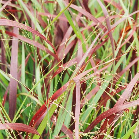 Switch from Turf to Native Grasses to provide both habitat & food for birds. Native grasses serve seed in fall and winter, and if left standing, supply spring nesting materials. In summer, they provide shelter and bugs for insect eaters such as bluebirds, sparrows, wrens, purple martins, and warblers. Native grasses are easy to maintain--just mow or trim them back in spring before new growth begins. Good choices include prairie dropseed, little bluestem, indiangrass, and switchgrass, shown h... Little Bluestem, Native Grasses, Lawn Alternatives, Eco Friendly Garden, How To Attract Birds, Wildlife Habitat, Organic Gardening Tips, Gardening Advice, Sparrows