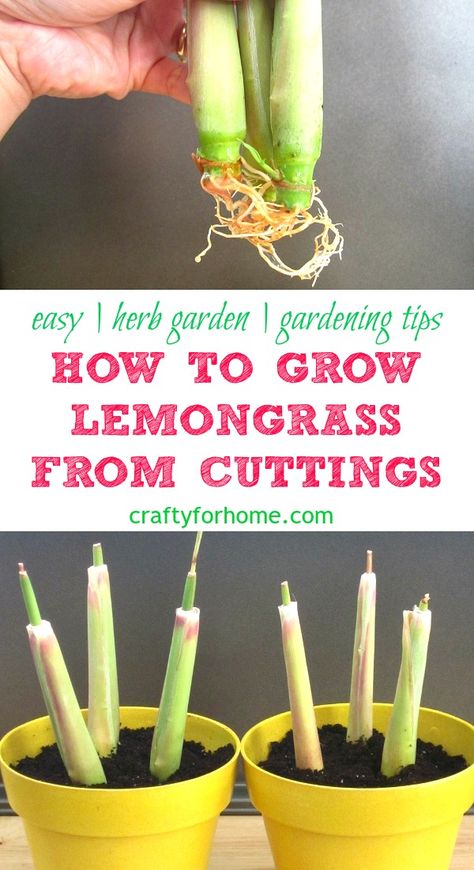 How To Plant Lemongrass In Pots, Growing Lemon Grass In Pots, Uses For Lemongrass Plant, Grow Lemongrass In Pots, How To Grow Lemon Grass Plant, Uses For Lemon Grass Leaves, Growing Lemongrass In Pots, How To Use Lemongrass Plant, Lemon Grass Plant Patios