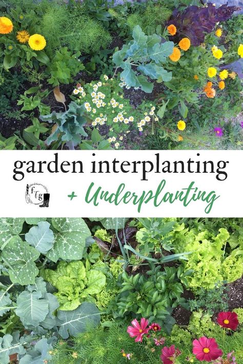 Interplanting and companion planting in the home garden Food Forest Garden, Garden Companion Planting, Potager Garden, Permaculture Gardening, Garden Veggies, Edible Landscaping, Forest Garden, Family Food, Food Garden