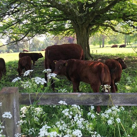 Future Farms, Farms Living, + Core + Aesthetic, The Grass, Country Life, Farm Life, A Tree, Farm Animals, Dream Life