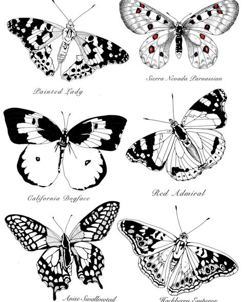 Doodle Butterfly, Biology Illustration, Biology Drawing, Dibujos Ideas, Rat Tattoo, Black And White Butterfly, P Tattoo, Illustration Black And White, Mystical Tattoos