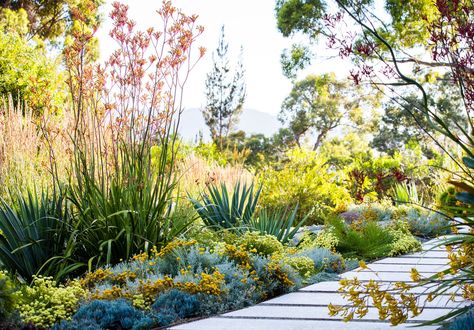 Immerse yourself in the wild beauty of photographer Claire Takacs’s new book, Australian Dreamscapes. Words by Georgina Reid. Images by Claire Takacs Australian Garden Design, Bush Garden, Australian Native Garden, Front Garden Design, Australian Plants, Australian Garden, Australian Native Plants, Coastal Gardens, Native Garden