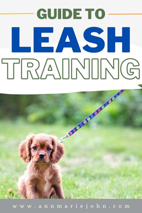 Guide to Leash Training Puppy Leash Training, Golden Retriever Care, Leash Training Puppy, Puppy Training Treats, Training Puppy, Puppy Leash, Newborn Puppies, Oceania Travel, Leash Training