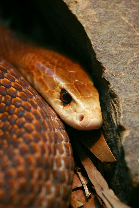 Oxyuranus scutellatus - Coastal Taipan Inland Taipan, Deadly Creatures, Deadly Animals, Poisonous Snakes, Types Of Snake, Australia Animals, Snake Venom, Beautiful Snakes, Reptile Snakes