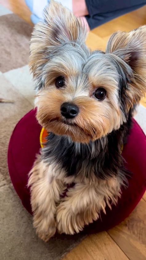 Top 6 Reasons to Own a Yorkie - The Flawed Treasure Yorkie Teddy Bear Cut, Yorkie Puppy Haircuts, Yorkie Puppy Cut, Yorkie Puppy Care, Yorkie Painting, Yorkie Cuts, Chien Yorkshire Terrier, Dog Yorkie, Yorkie Haircuts