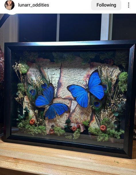 Butterfly Specimen Display Diy, Insect Shadow Boxes, Oddity Crafts, Moss Installation, Butterfly Pinning, Butterfly Taxidermy Art, Bug Pinning, Entomology Taxidermy, Butterfly Terrarium