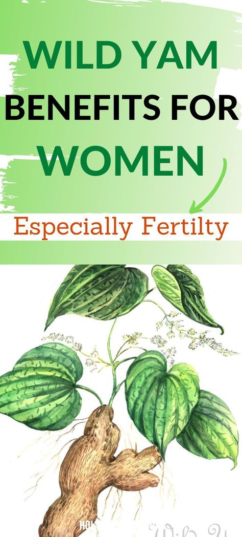 Wild yam fertility Vitex Benefits, Wild Yam Benefits, Herbs For Fertility, Ashwagandha Benefits, Low Estrogen Symptoms, Wild Yam, Too Much Estrogen, Low Estrogen, Female Fertility